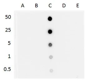Anti-5-Hydroxymethylcytosine / 5-hmC antibody [GT13612] used in Dot blot (Dot). GTX629765